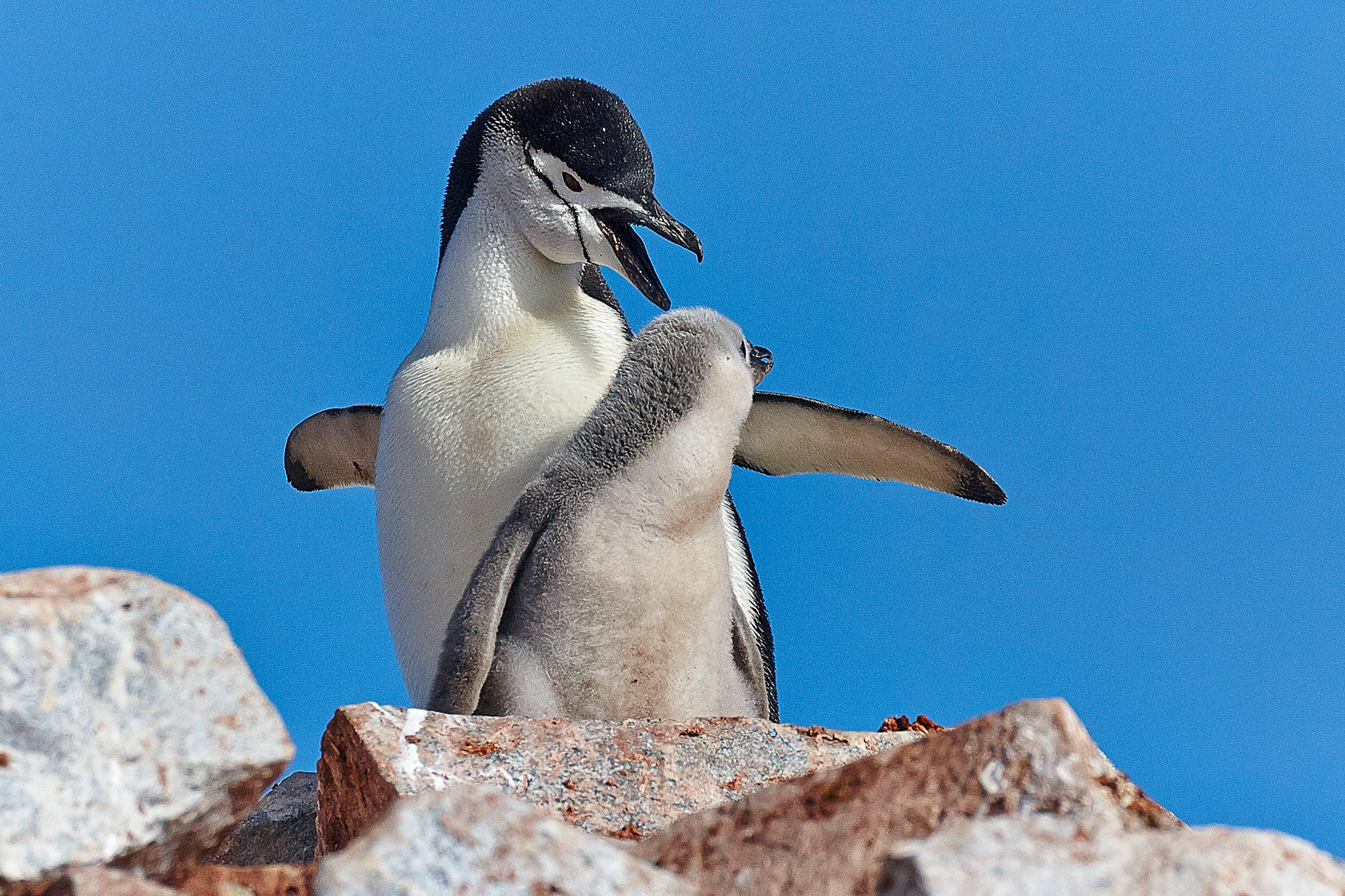 Zügelpinguin mit Küken
